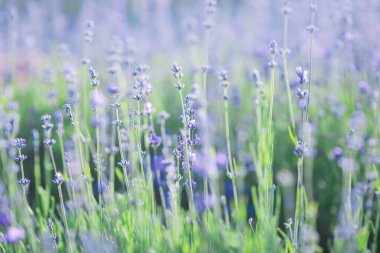 Çiçek açan mavi lavantalı yaz arkaplanı 