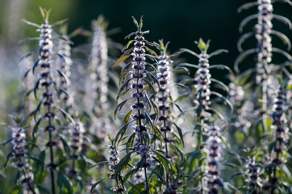 Kwitnąca Roślina Lecznicza Verbena Officinalis Zbliżenie — Zdjęcie stockowe