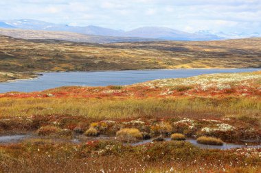 Forollhogna Ulusal Parkı 'nda sonbahar, balık tutmak ve avlanmak için popüler bir yer. 