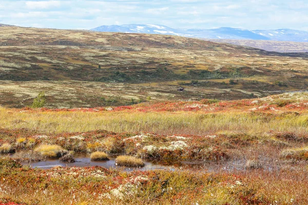 Jesień Norweskim Parku Narodowym Forollhogna Popularne Miejsce Łowieckie Wędkarskie — Zdjęcie stockowe