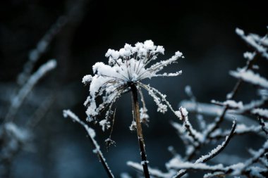 Buz ve karla kaplı donmuş bitki, yakın plan.