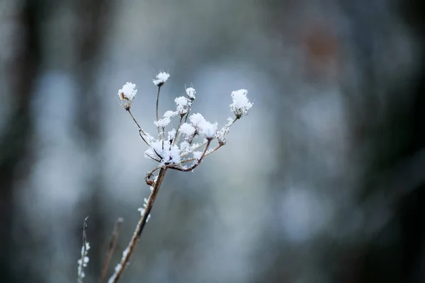 겨울에 얼음과 눈으로 뒤덮인 얼어붙은 — 스톡 사진