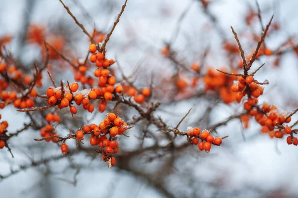 Sea Buckthorn Branch Orange Berries Covered Snow — Stock Photo, Image