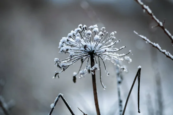 얼음과 눈으로 뒤덮인 얼어붙은 — 스톡 사진