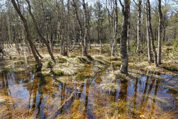 Inundação Primavera Pântano Floresta Selvagem Innerdalen Innset Noruega — Fotografia de Stock
