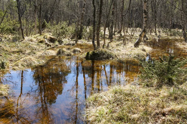 Voorjaarsvloed Bij Het Moeras Het Wilde Bos Innerdalen Innset Noorwegen — Stockfoto