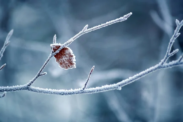 Télen Fagy Borította Levél — Stock Fotó
