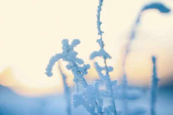 Télen Faggyal Borított Növény Sárga Naplemente Idején — Stock Fotó