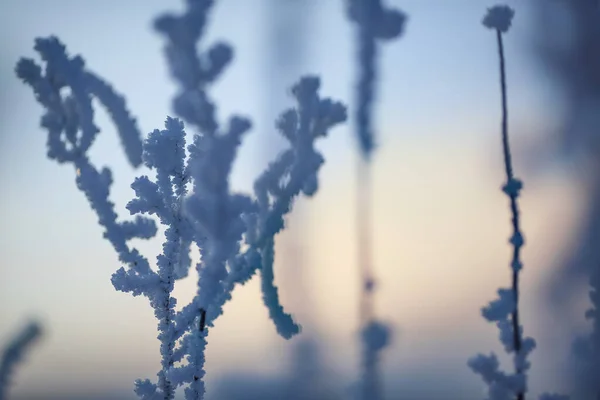 Télen Faggyal Borított Növény Napnyugtakor Közelkép — Stock Fotó