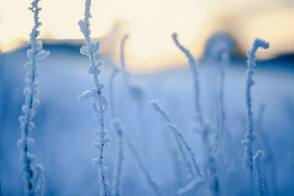 Plantas Cobertas Com Geada Inverno Durante Pôr Sol — Fotografia de Stock