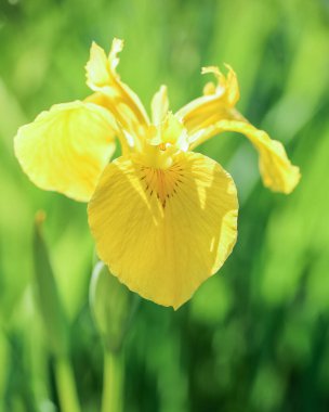 Çiçekli sarı bitki Iris ile yaz arkaplanı 