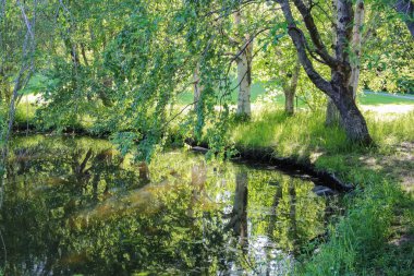 Parktaki gölette suya yansıyan huş ağaçları. 