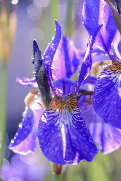 Kwitnąca Niebieska Roślina Iris Pokryta Kroplami Wody Deszczu — Zdjęcie stockowe