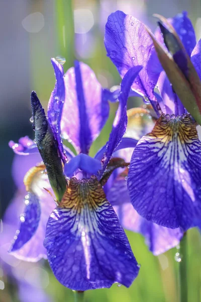 青い開花植物虹彩雨の後の水滴で覆われた — ストック写真