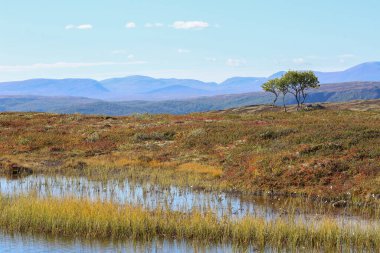 Forollhogna Ulusal Parkı 'nda sonbaharda avlanmak için popüler bir alan. 