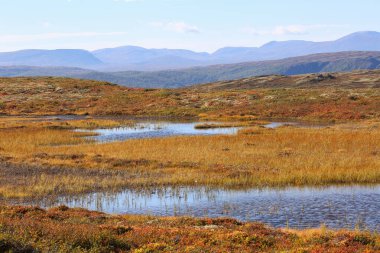 Forollhogna Ulusal Parkı 'nda sonbaharda avlanmak için popüler bir alan. 