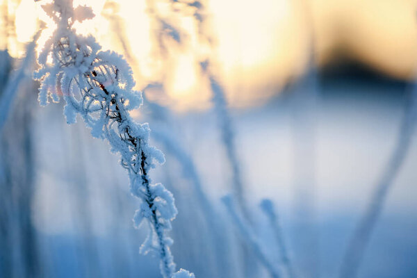 Cold winter sunset with frozen plant covered with ice 