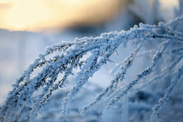 Koude Winterzonsondergang Met Bevroren Plant Bedekt Met Ijs — Stockfoto