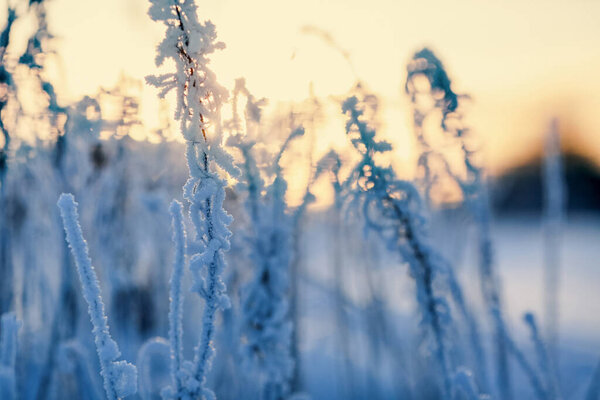 cold winter sunset with frozen plant covered with ice 