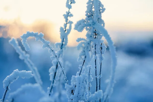 Bevroren Plant Bedekt Met Ijs Met Winterzon Als Achtergrond — Stockfoto