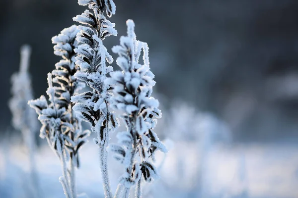 Plante Congelée Recouverte Glace Hiver — Photo