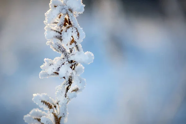 Bevroren Plant Bedekt Met Ijs Winter Close — Stockfoto