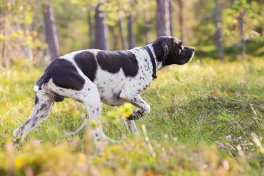 Köpek ingilizce işaretçisi güneşli ormanda duruyor. 