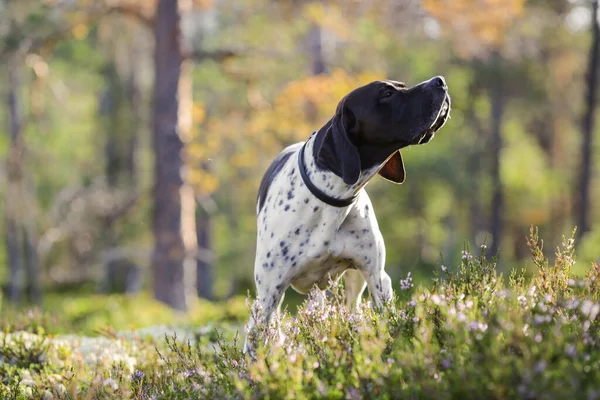 Hund Engelska Pekare Står Skogen — Stockfoto