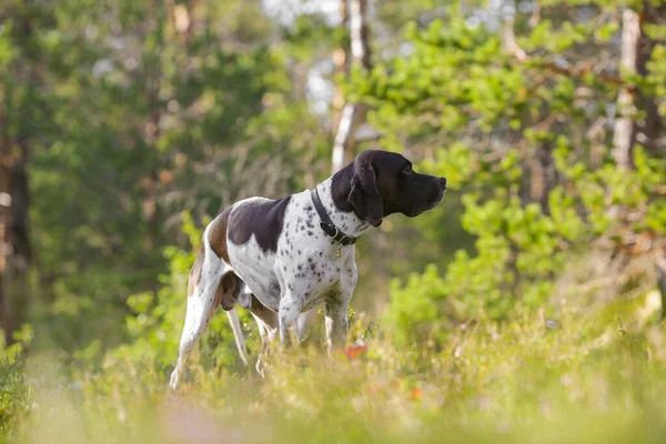 Pies Angielski Wskaźnik Stojący Jesiennym Lesie — Zdjęcie stockowe