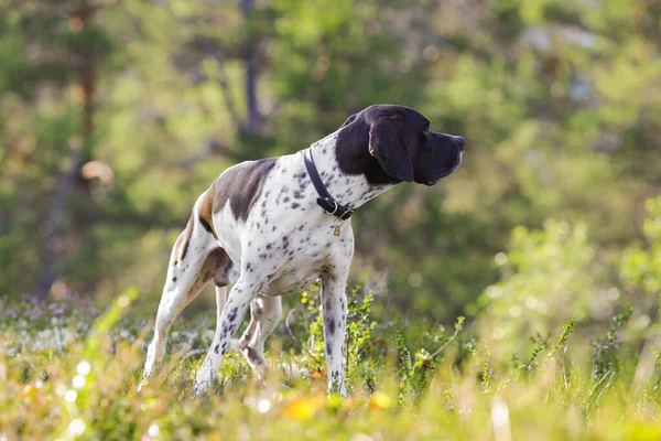 Pies Angielski Wskaźnik Stojący Lesie — Zdjęcie stockowe