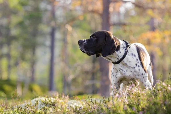 Hund Engelska Pekare Står Den Soliga Skogen — Stockfoto