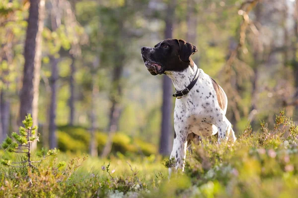 Perro Inglés Puntero Caza Bosque Soleado —  Fotos de Stock