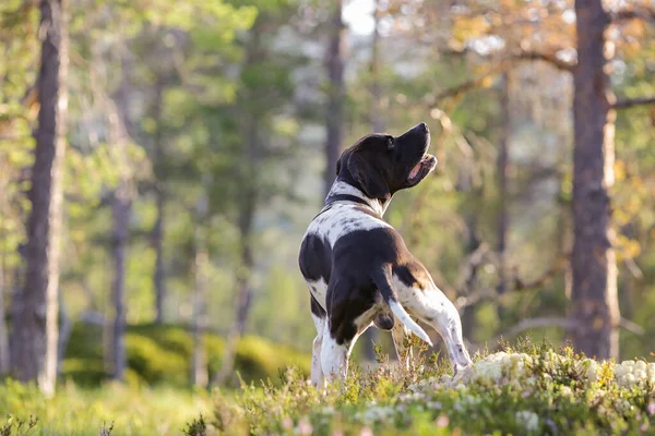 Pointeur Anglais Chien Debout Dans Forêt Ensoleillée — Photo