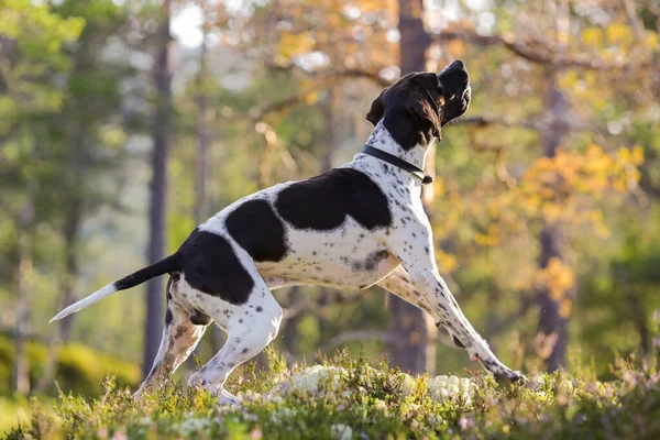 Chien Pointeur Anglais Chasse Dans Forêt Ensoleillée — Photo