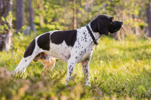 Hund Engelska Pekare Står Den Soliga Skogen — Stockfoto
