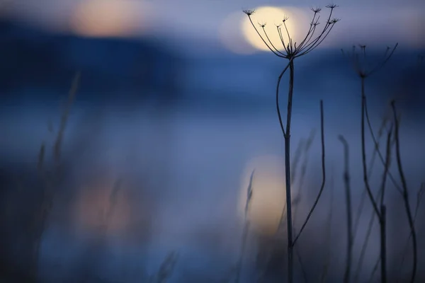 Crepúsculo Frio Inverno Trondheim Fiorde Com Planta Silhueta Closeup — Fotografia de Stock