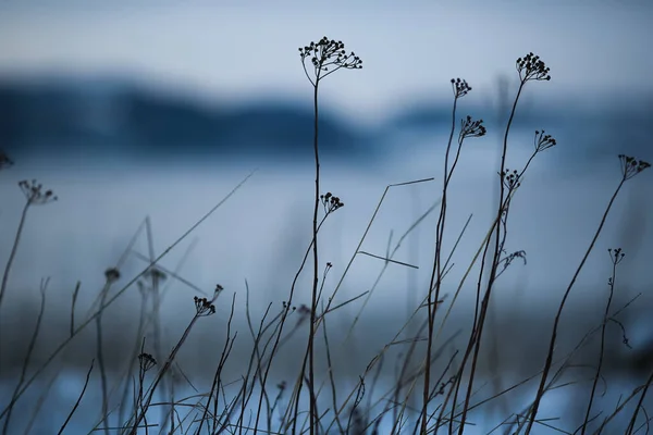 Зимовий Холодний Захід Фіорді Тронхейма Рослинним Силуетом — стокове фото