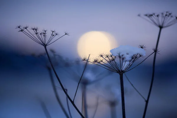 Kalte Winterdämmerung Trondheimer Fjord Mit Pflanzensilhouette Nahaufnahme — Stockfoto