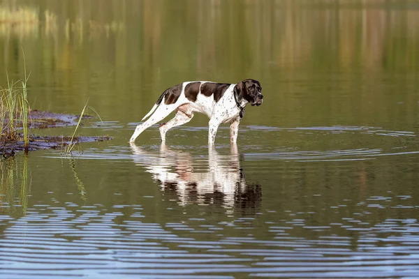 Köpek ingilizce işaretçisi bataklıkta avlanıyor ve suya yansıyor. 