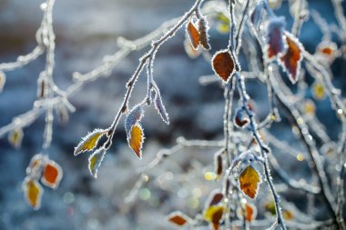 Sonbaharda yaprakları donla kaplı huş ağacı dalı 