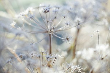 Donmuş bitki sonbaharda buzla kaplanmış, yakın plan.