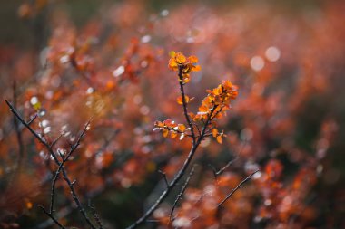 Sonbaharın renkli alp bitkisinin dağlardaki dalı, yakın plan. 