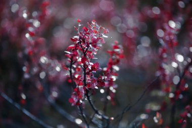 Dağlarda mor siyah yapraklı sonbahar çalısı (alp flora), yakın çekim