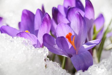 İlkbaharda kar yağdıktan sonra karla kaplı mavi Crocus bitkisi. 