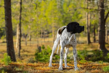 Vahşi ormanda duran köpek ingilizce işaretçisi. 