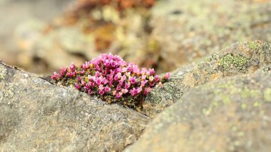 Dağlardaki taşların üzerinde açan Alp bitkisi, yakın plan.