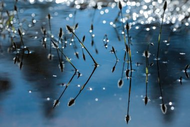 Bataklıkta pamuk çimenler, suda yansıyan, yakın çekim