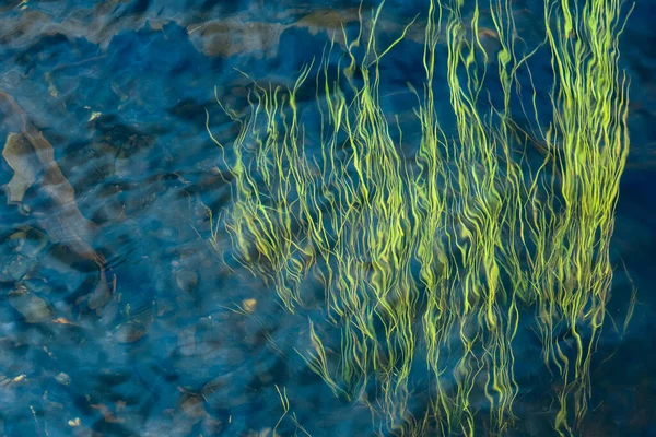 Green algae in the water, top view, closeup