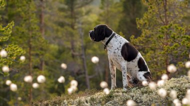Köpek ingilizce işaretçisi yazın dağlarda çimlerin üzerinde oturuyor. 
