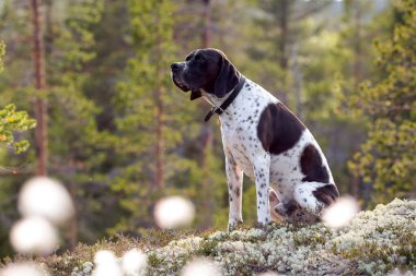 Dağlardaki çimlerin üzerinde oturan köpek ingilizce işaretçisi, yakın plan.